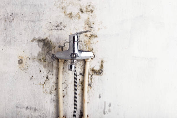 Best Localized Mold Remediation (e.g., coastal areas, humid climates) in Franklin, TN